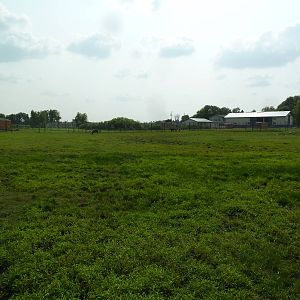 Bactrian Camel Exhibit