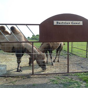 Bactrian Camels