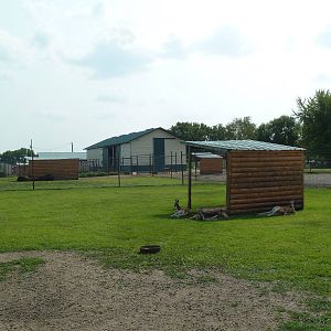 Red Kangaroo Exhibit