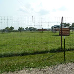 Pronghorn Antelope Exhibit