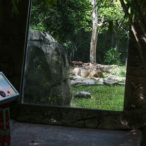 jaguar exhibit