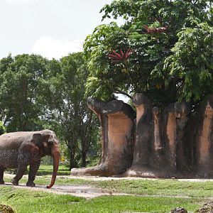 asian elephant exhibit