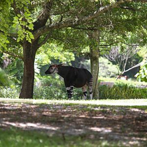 okapi exhibit