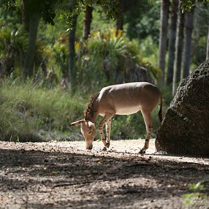 somali wild ass