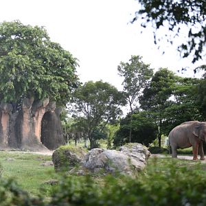 asian elephant exhibit