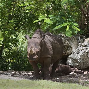 black rhino mother and calf