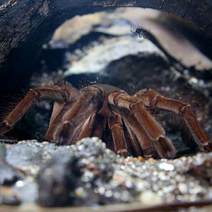 goliath bird eating spider