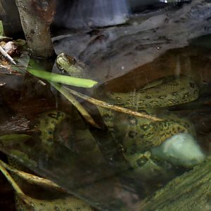 anaconda with fed rabbit
