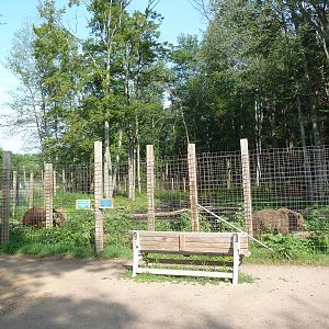 Brown Bear Exhibit