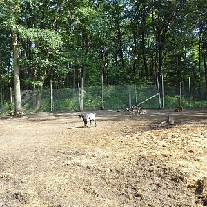 Mouflon Sheep/Goat Exhibit