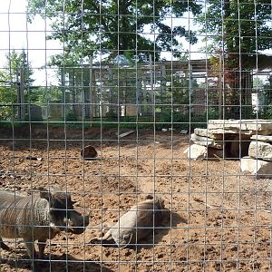 Warthog Exhibit