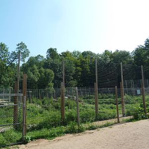 White Bengal Tiger Exhibit
