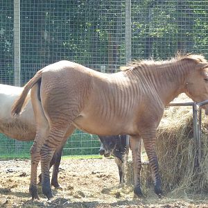 Half Horse-Half Zebra?