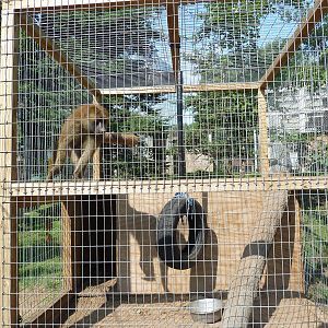 Olive Baboon Exhibit