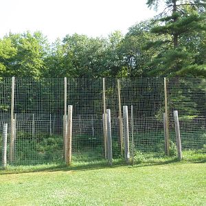 White Bengal Tiger Exhibit