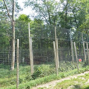 White Bengal Tiger Exhibit
