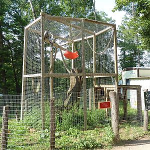 Ring-Tailed Lemur Exhibit