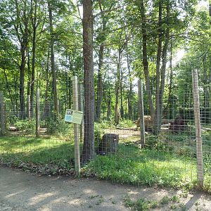 Spotted Hyena Exhibit #1