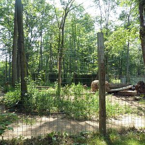 Spotted Hyena Exhibit #1