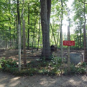 Spotted Hyena Exhibit #2