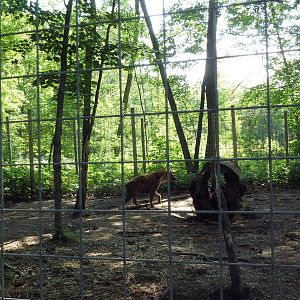 Spotted Hyena Exhibit #2
