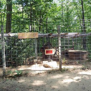 Black-Backed Jackal Exhibit