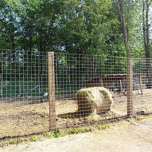 Mouflon Sheep/Goat Exhibit