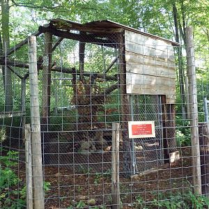 Eurasian Lynx Exhibit