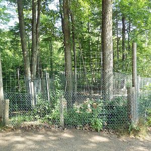 New Guinea Singing Dog Exhibit