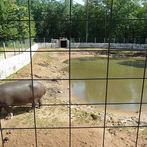 Nile Hippo Exhibit