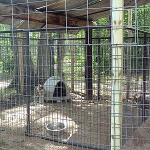 Grey Wolf Exhibit (pups)