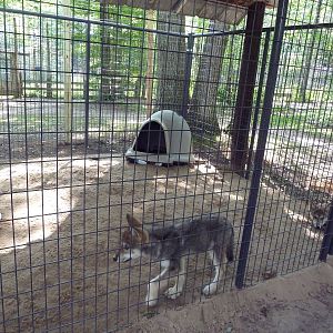 Grey Wolf Exhibit (pups)
