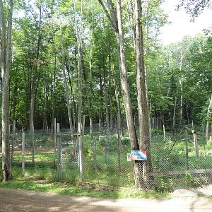American Black Bear Exhibit