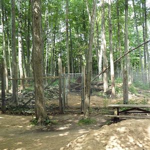 American Black Bear Exhibit