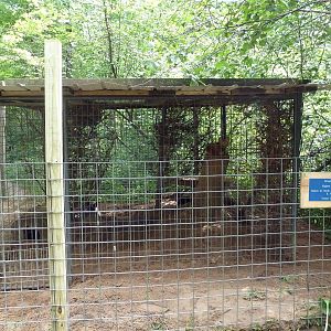 Red Fox (Silver Phase) Exhibit