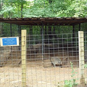 American Badger Exhibit