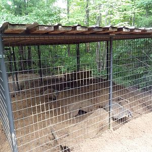 American Badger Exhibit
