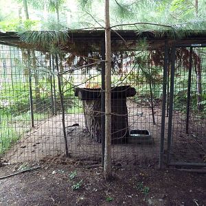 Striped Skunk Exhibit