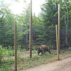 Grizzly Bear Exhibit