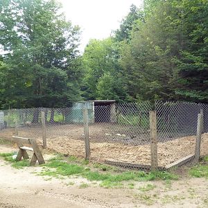 Domestic Pig Exhibit #1