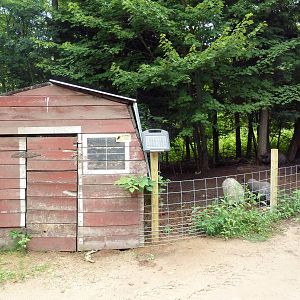 Domestic Pig Exhibit #2