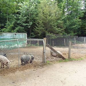 Domestic Pig Exhibit #1