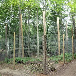 Grizzly Bear Exhibit