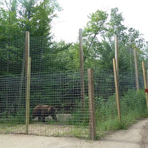 Grizzly Bear Exhibit