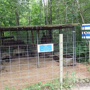 Raccoon Exhibit
