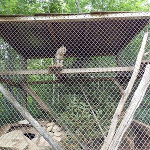 Bobcat Exhibit
