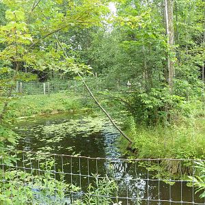 American Alligator Exhibit