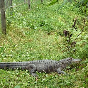 American Alligator