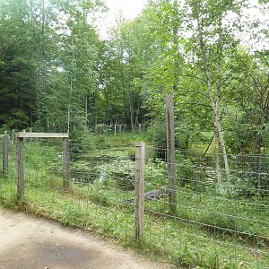American Alligator Exhibit