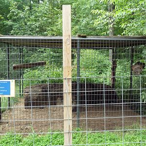 North American Porcupine Exhibit
